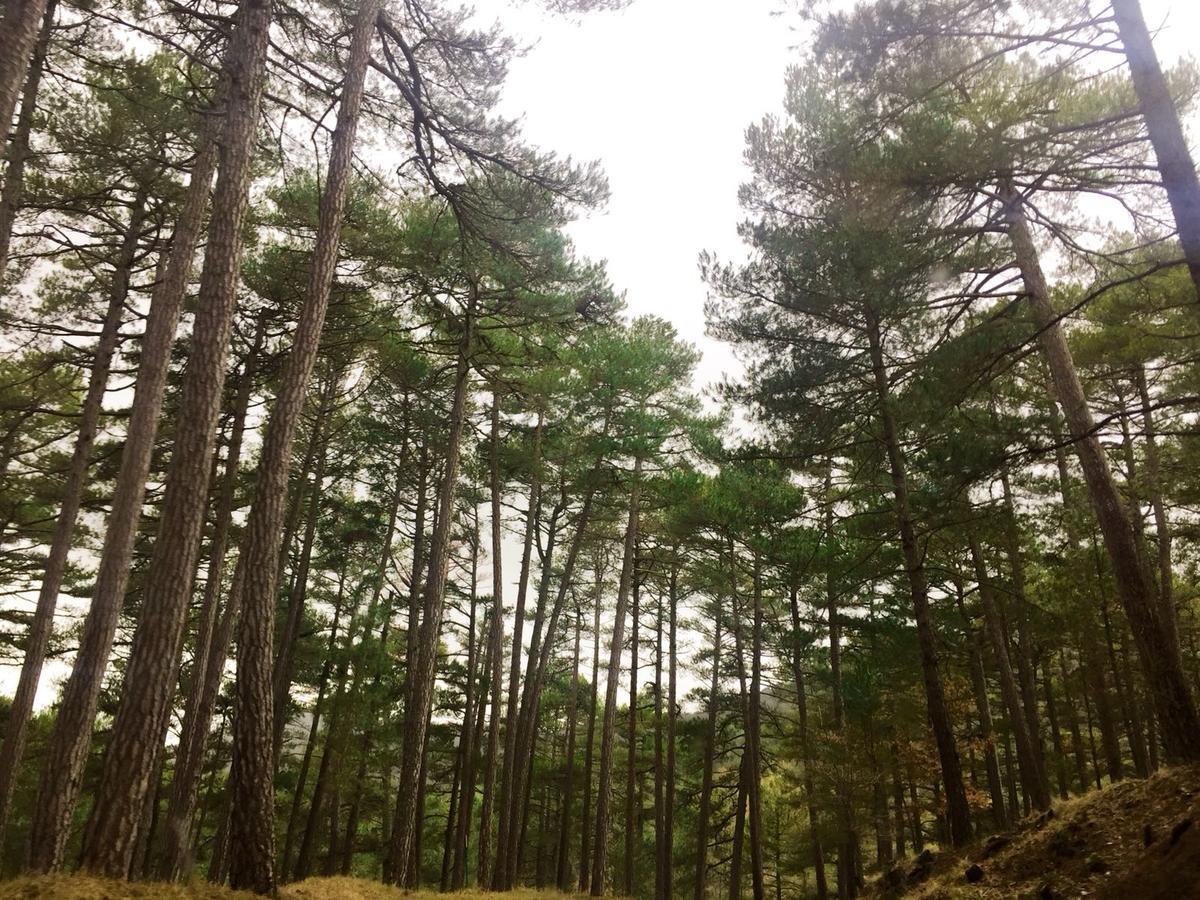 세구라 데 라 시에라 Vivienda Turistica Rural Entrepinares 빌라 외부 사진